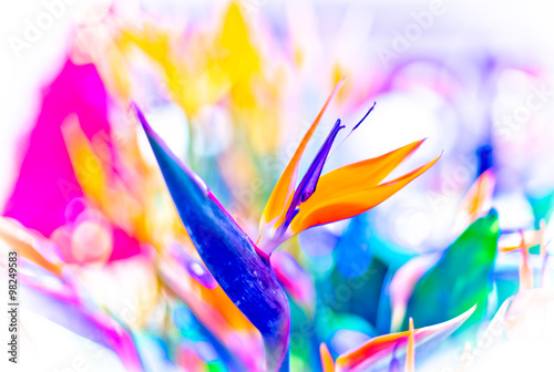 Fototapeta Naklejka Na Ścianę i Meble -  Crane Flower or Bird of Paradise