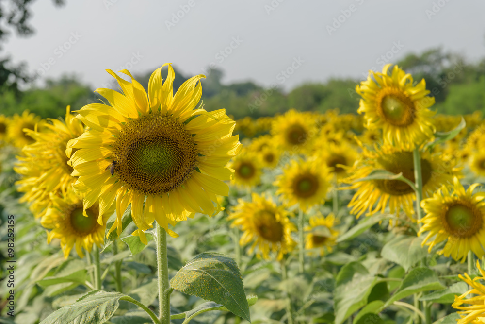 Fototapeta premium Beautiful sunflower in the garden.