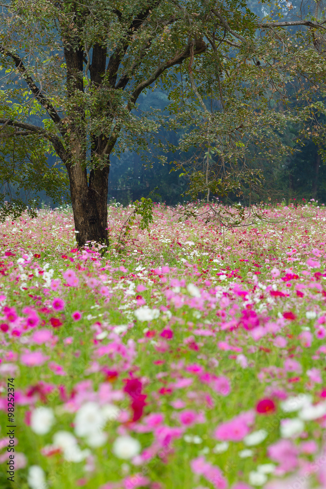 Obraz premium Cosmos