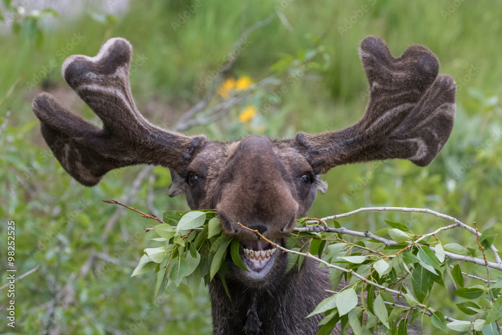 Foto funny awkward moose eating branches