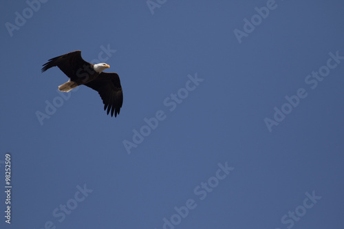 a bald eagle wings bent flying against blue sky