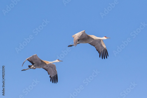two sandhill cranes flying against pure blue sky