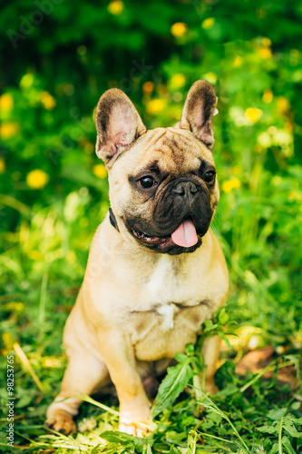 Dog French Bulldog Sitting On Grass © Grigory Bruev