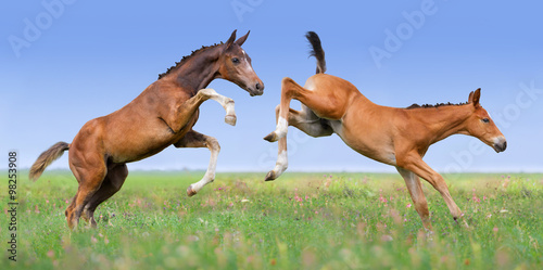 Fototapeta Naklejka Na Ścianę i Meble -  Two foals play