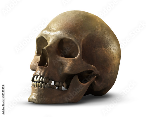 A human skull on a white background