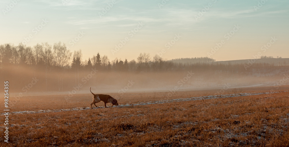 Autumn landscape with a hunting dog. Autumn landscape with a hunting dog.
