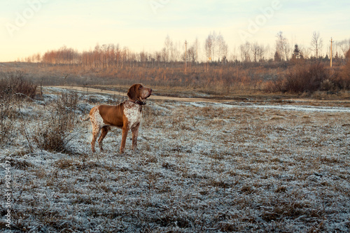 Autumn landscape with a hunting dog.