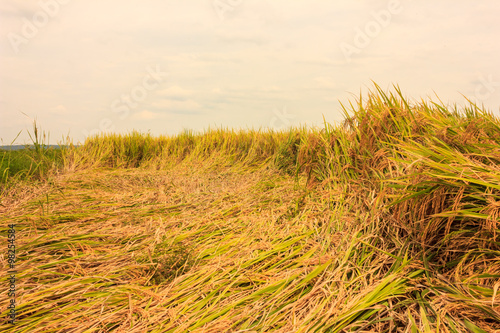 yellow paddy