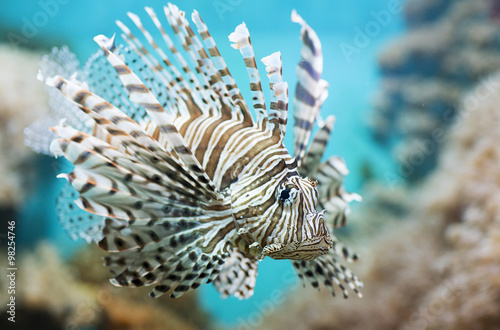 Fish swims in the aquarium, Zebra winged. Fish among corals and algae. 