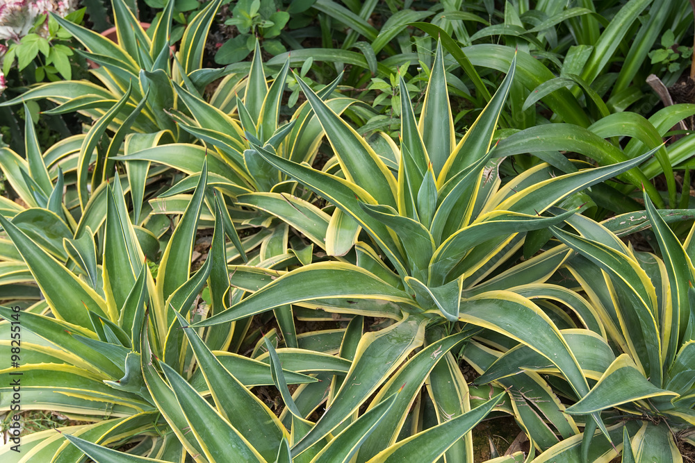 Sharp pointed agave plant leaves