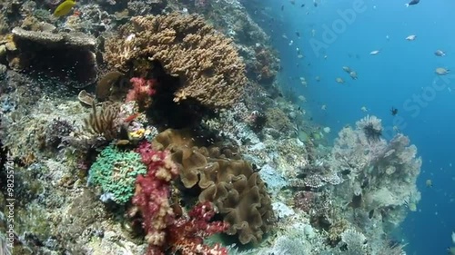 Wallpaper Mural Vibrant Coral Reef in Raja Ampat Torontodigital.ca