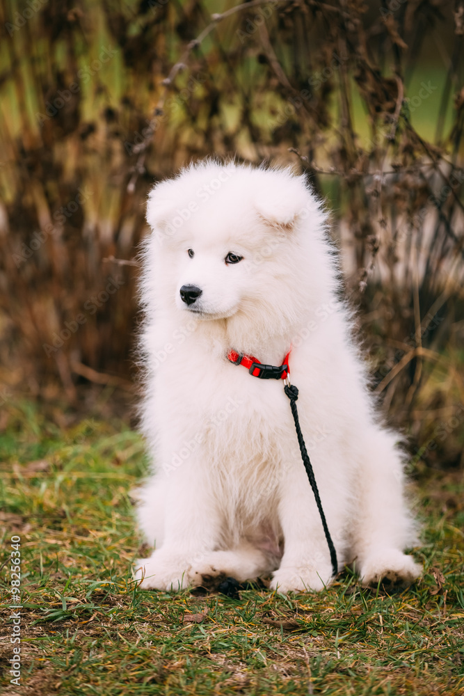 White Samoyed Puppy Dog Outdoor in Park