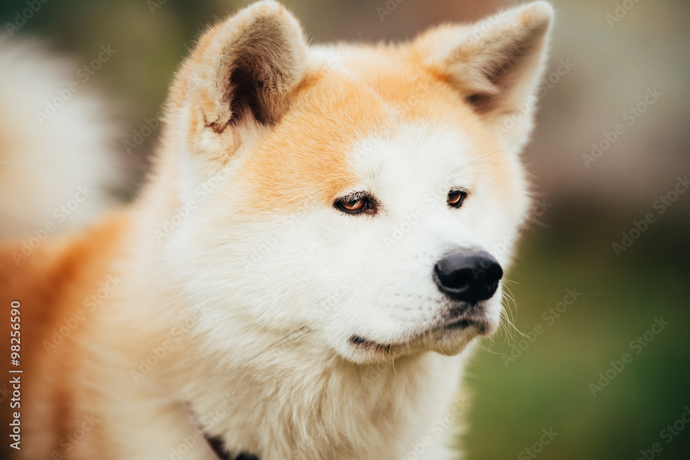 Akita Dog or Akita Inu, Japanese Akita Outdoor. Close Up