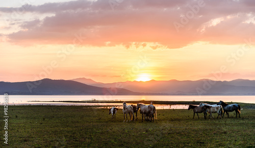 Horse on sunset