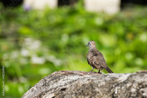Dove (Pigeon) © small1