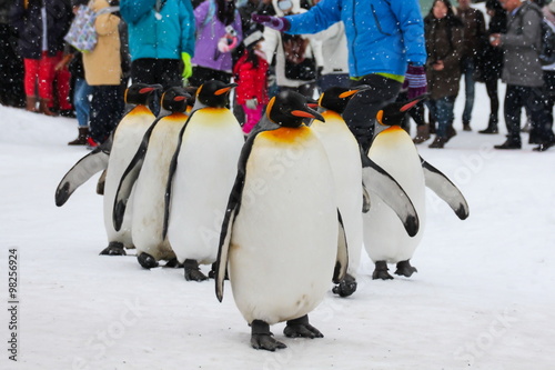 King Penguin walk for exercise, Hokkaido, Japan
