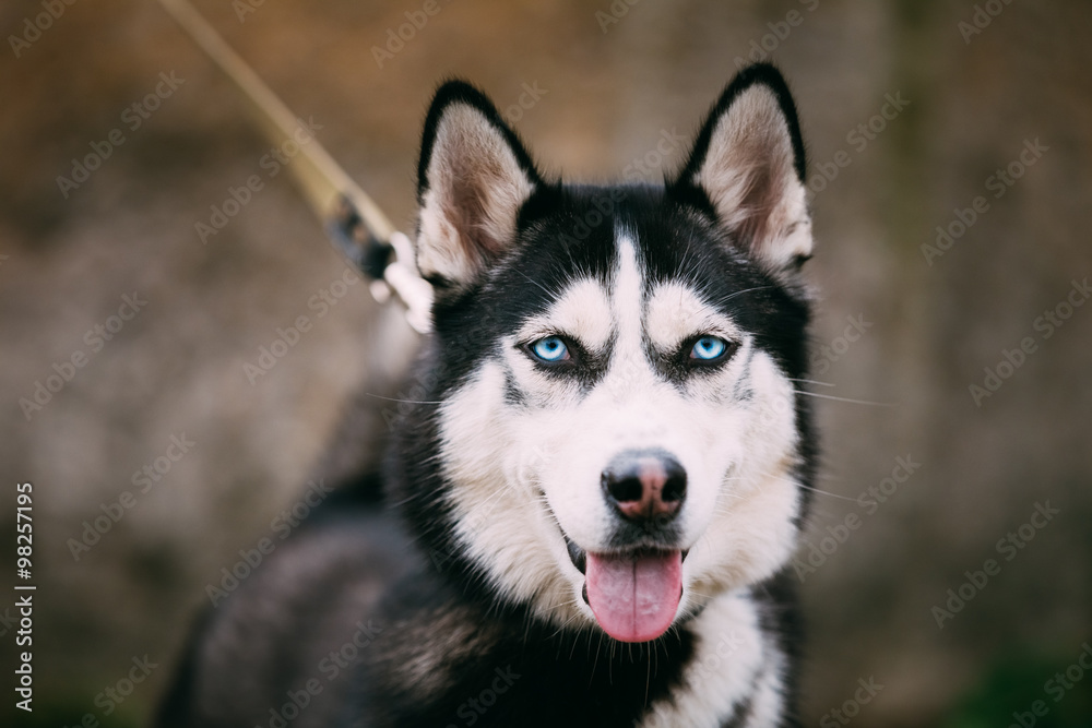 Close Up Portrait of Husky Dog 