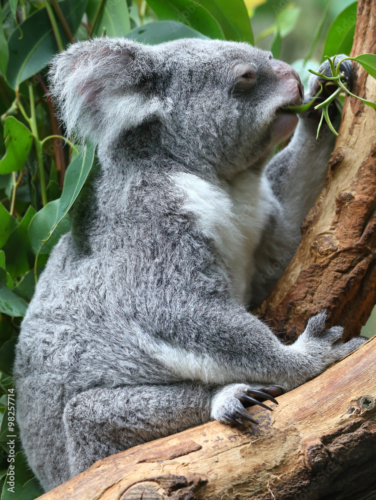 Obraz premium Fressender Koala im Baum