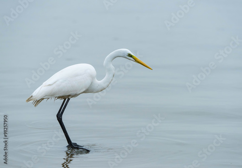 White Egret on a lagoon © xiaoliangge