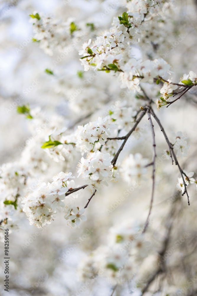 Spring flowers on tree branche