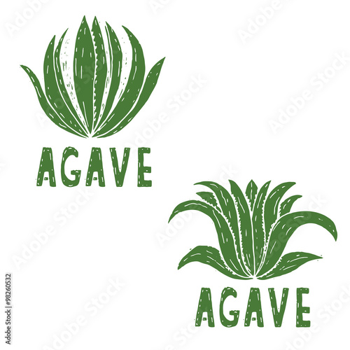 Hand drawn illustration template of agave.Vector