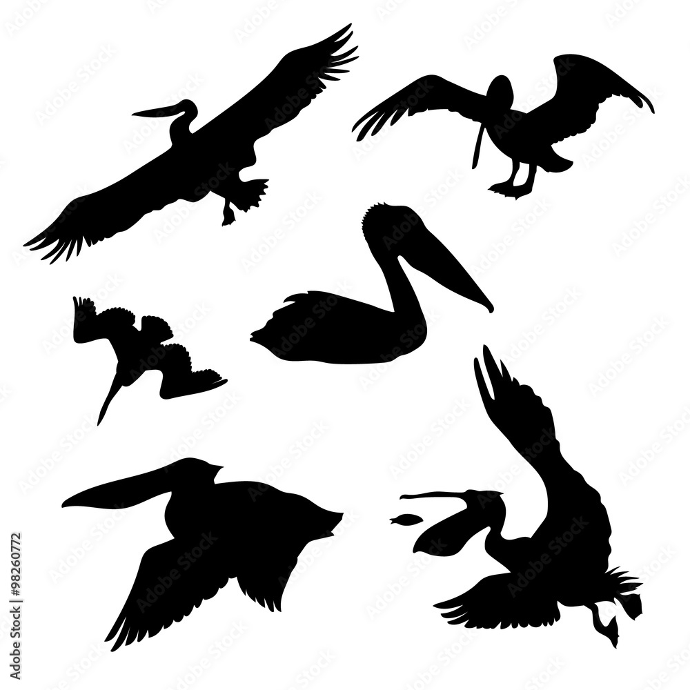 Obraz premium Pelican set vector