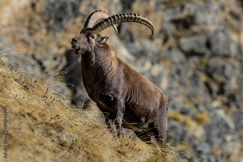 Stambecchi al Gran Paradiso