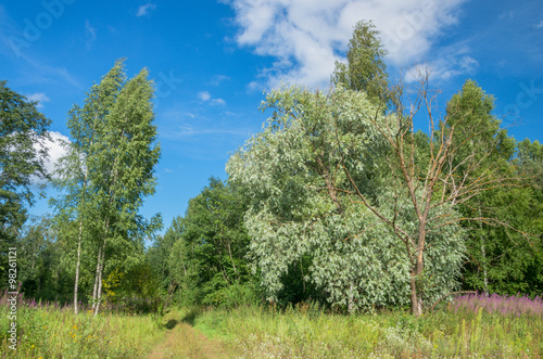 Летний загородный пейзаж в Псковской области