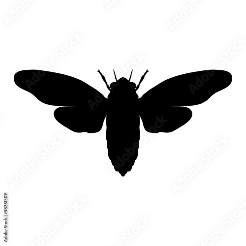 Silhouette cicada. Cicadidae. Sketch of cicada. cicada isolated on white background. cicada
