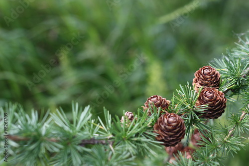 nature background, larch cones, with place for your text