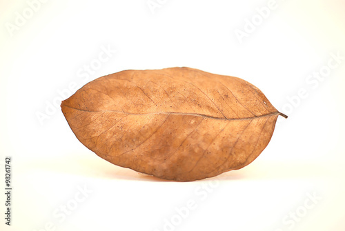 leaf on white background with clipping path