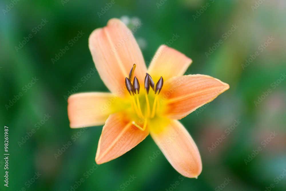 Close up Flower