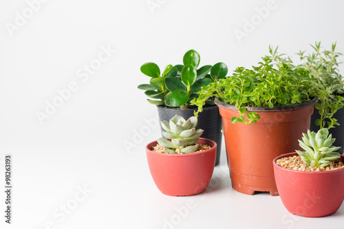 Succulent plant in plant pot isolated white background