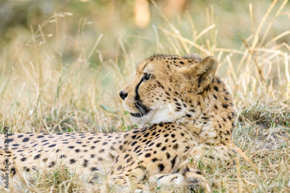 Naklejka premium Wild Cheetah In Africa Savannah