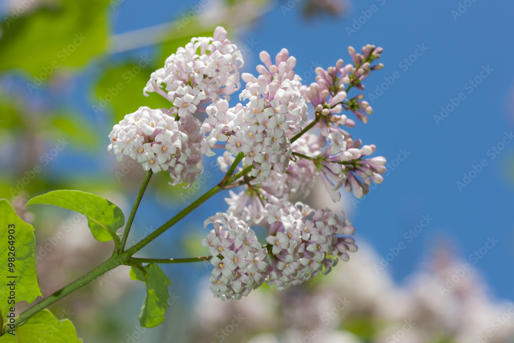 lilac in the spring lilac in the spring