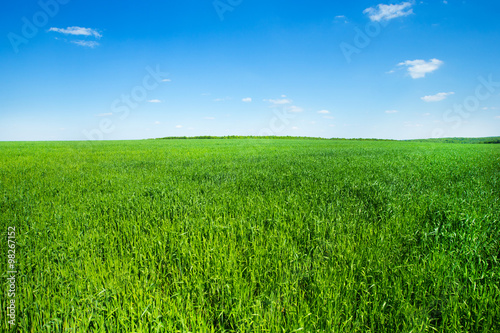 zielone pole i błękitne niebo