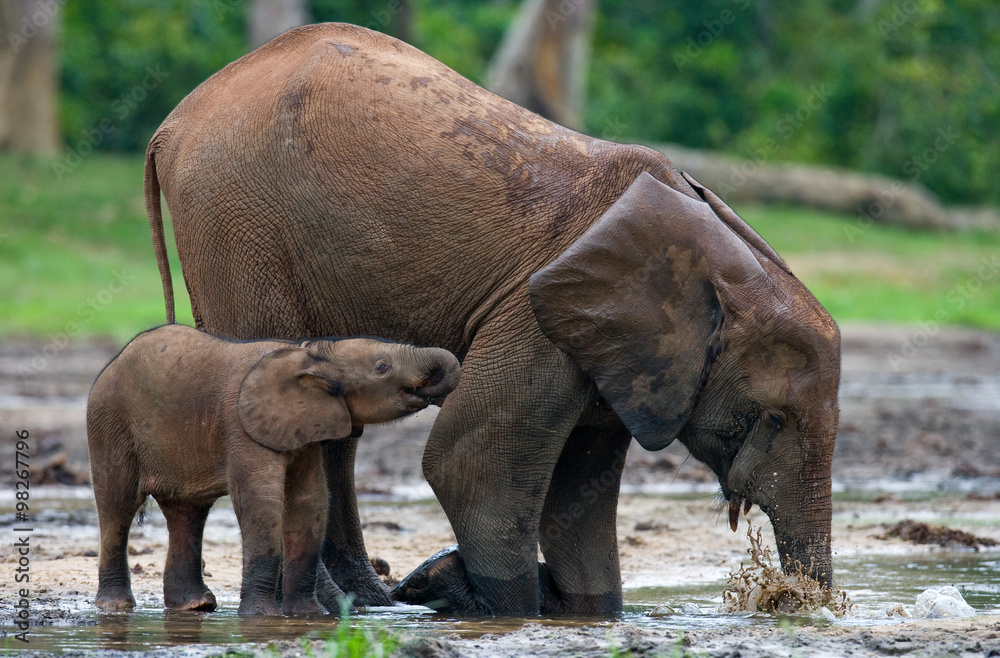 Naklejka premium Female elephant with a baby. Central African Republic. Republic of Congo. Dzanga-Sangha Special Reserve. An excellent illustration.