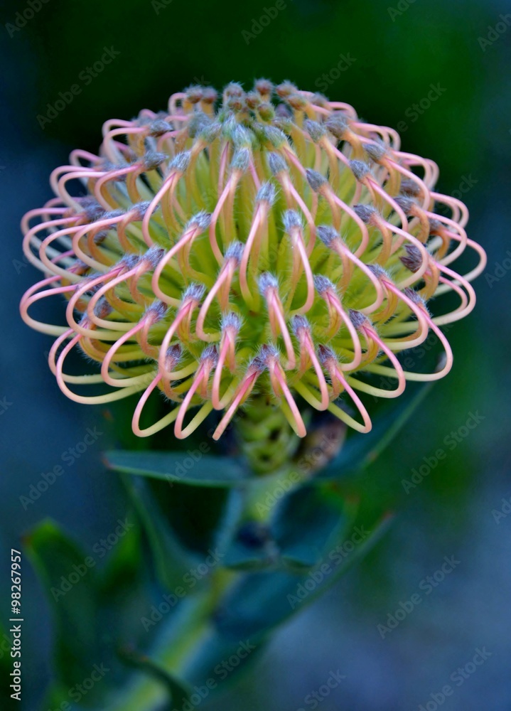 Close up of common pincushion protea blossom Close up of common pincushion protea blossom