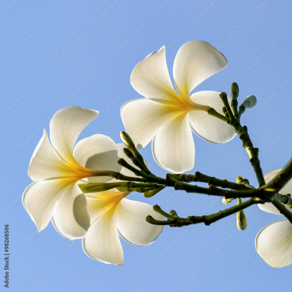 Fototapeta premium Blooming plumeria flowers and blue sky background