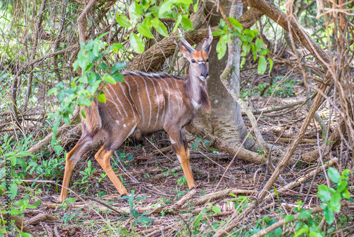 
Duiker, St. Lucia. South Africa.
 photo