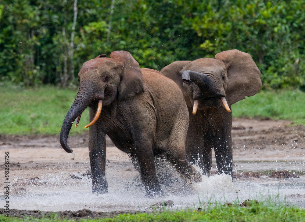 Fototapeta premium Forest elephants playing with each other. Central African Republic. Republic of Congo. Dzanga-Sangha Special Reserve. An excellent illustration.