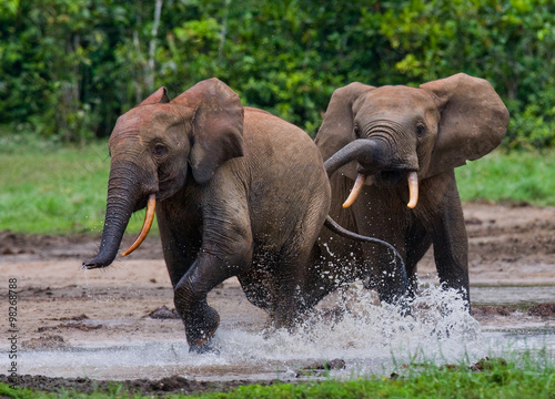 Forest elephants playing with each other. Central African Republic. Republic of Congo. Dzanga-Sangha Special Reserve. An excellent illustration.