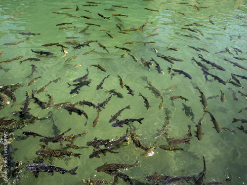 Fish Lake  Balikli Gol   Sanliurfa  Turkey