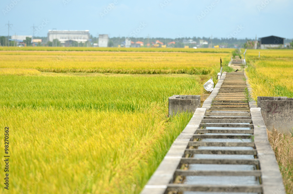The Asian rice crop at Sekinchan, Malaysia..