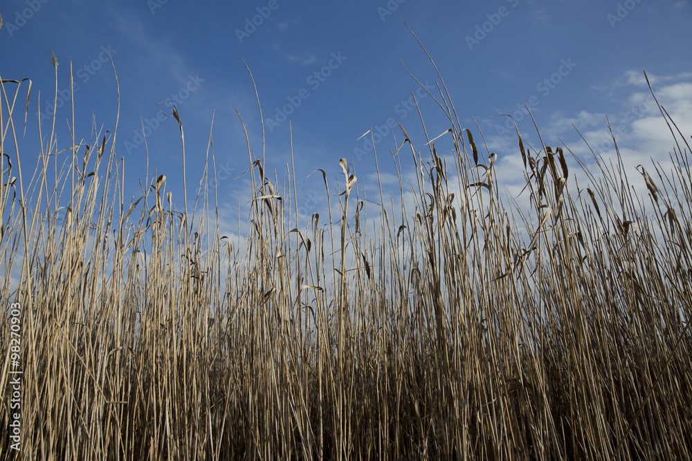 Fototapeta premium reeds 