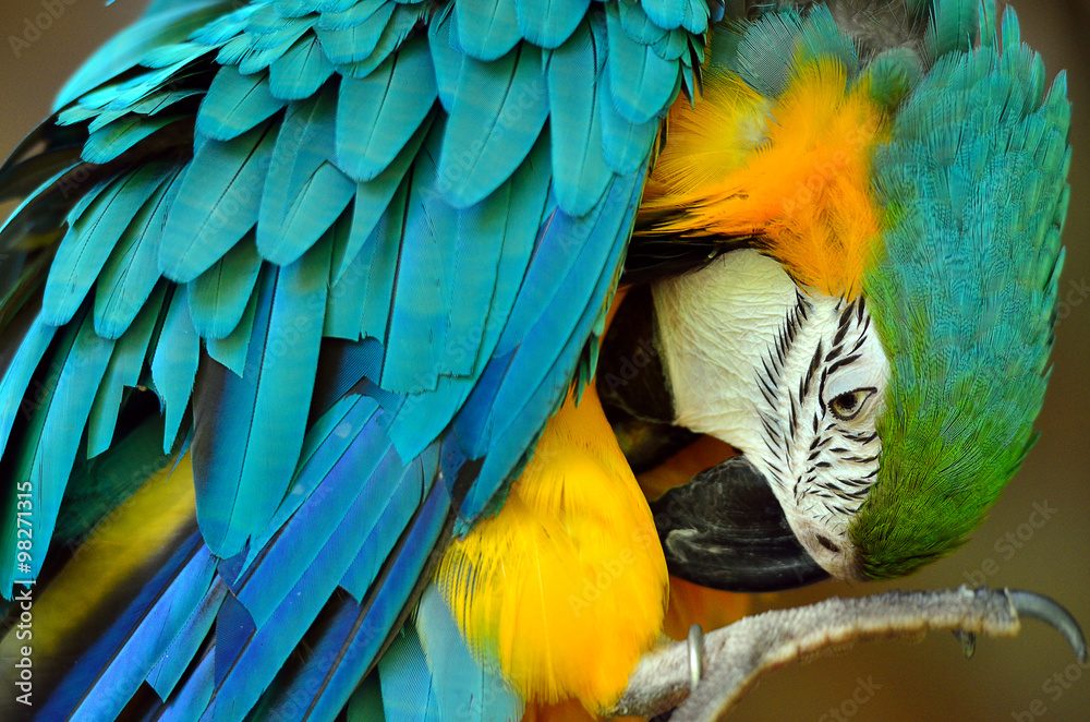 Obraz premium Parrot..