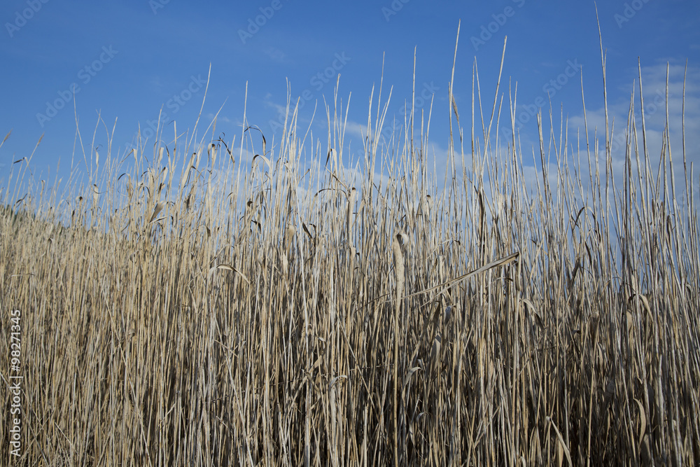 Obraz premium reeds 