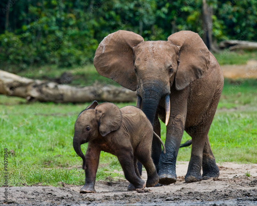Fototapeta premium Female elephant with a baby. Central African Republic. Republic of Congo. Dzanga-Sangha Special Reserve. An excellent illustration.