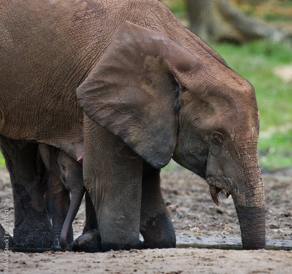 Fototapeta premium Forest elephant drinking water from a source of water. Central African Republic. Republic of Congo. Dzanga-Sangha Special Reserve. An excellent illustration.
