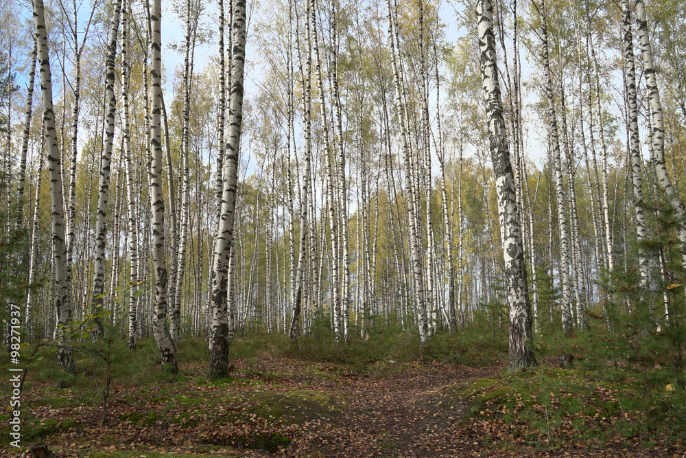 Fototapeta premium forest